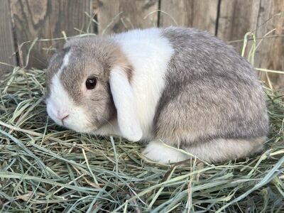 Holland Lop Doe