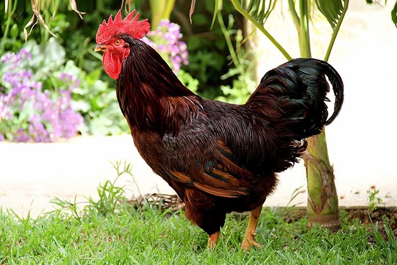 Rhode Island Red Rooster - 4 to 5 Months Old (Free)