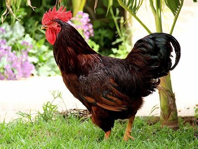 Rhode Island Red Rooster - 4 to 5 Months Old (Free)