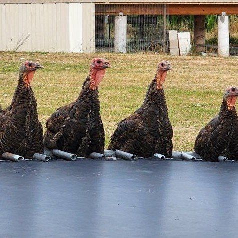 Turkeys