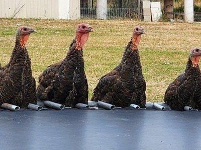 Turkeys