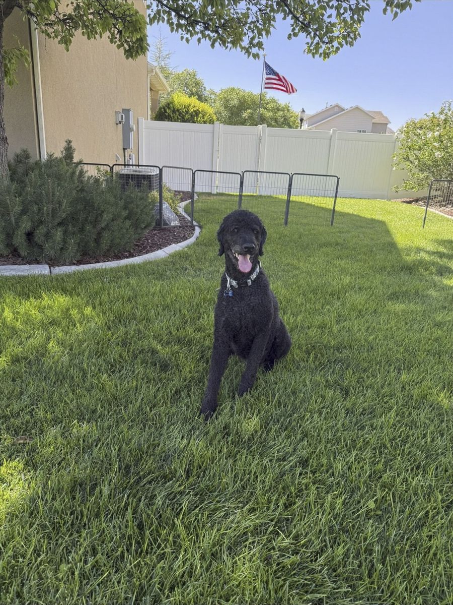 Exceptional Standard Poodle