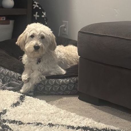 2 year old Female Goldendoodle for sale