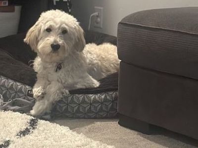 2 year old Female Goldendoodle for sale