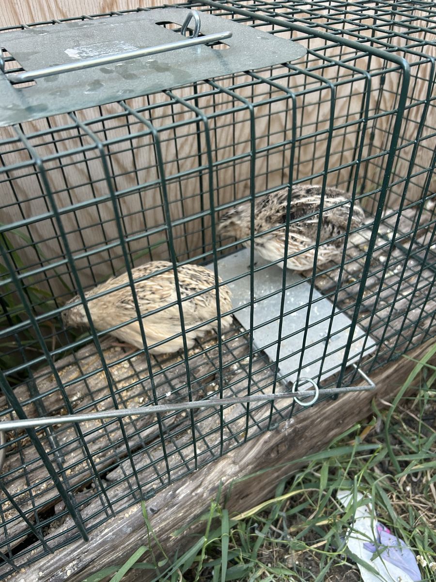 Coturnix Quail