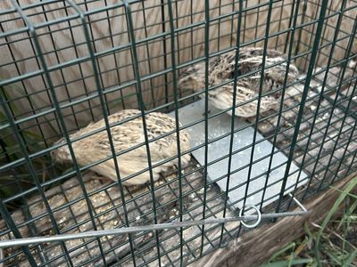 Coturnix Quail