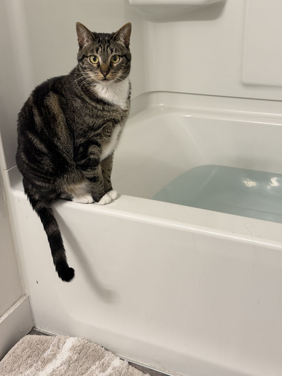 Lost Cat.  $5000 reward