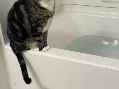 Lost Cat. $5000 reward