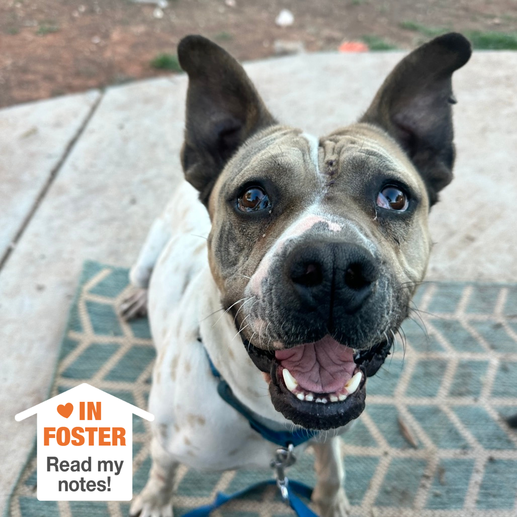 Hello my name is Butch