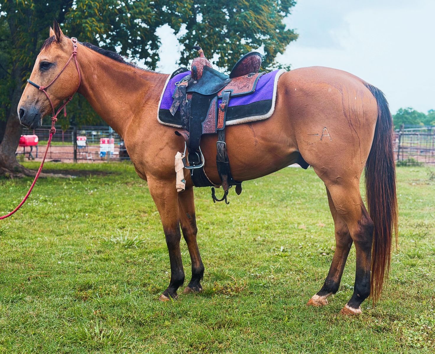 12yo buckskin gelding (4h, trail, kid safe, barrels)