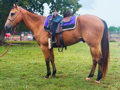 12yo buckskin gelding (4h, trail, kid safe, barrels)
