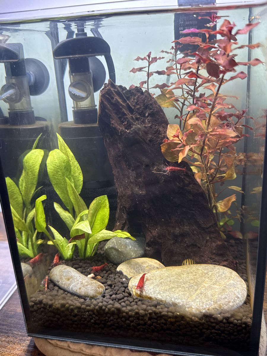 Mini Shrimp Aquarium