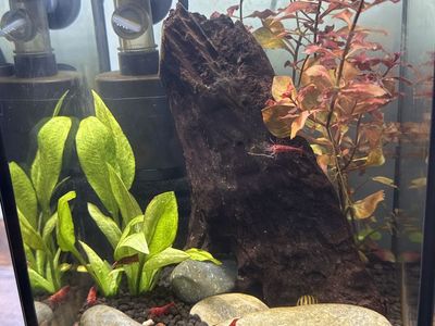 Mini Shrimp Aquarium