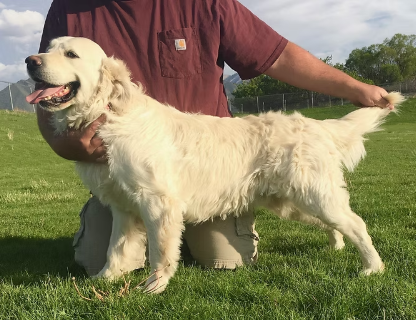 AKC English Creme Golden Retriever Stud