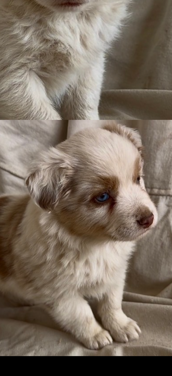 Cockapoo/Mini-Aussie Pups