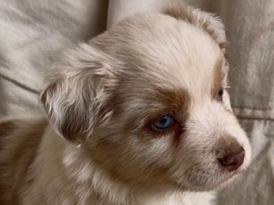 Cockapoo/Mini-Aussie Pups