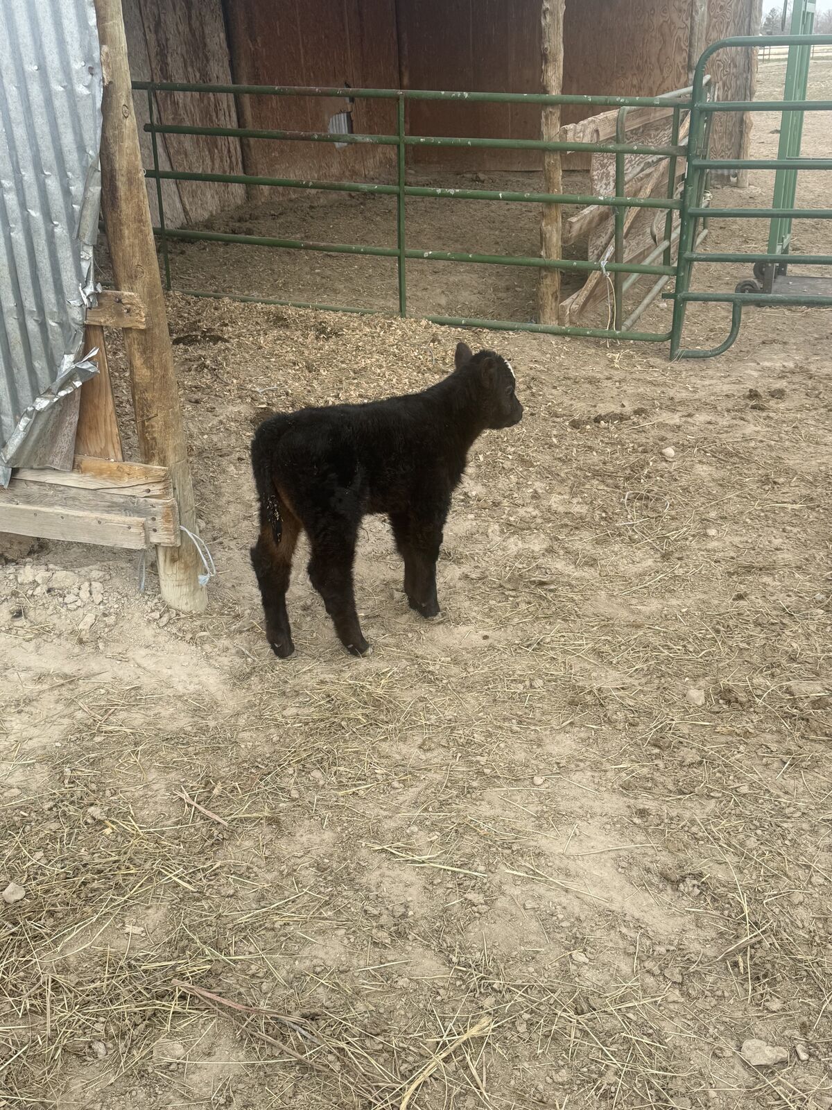 Club calf bull