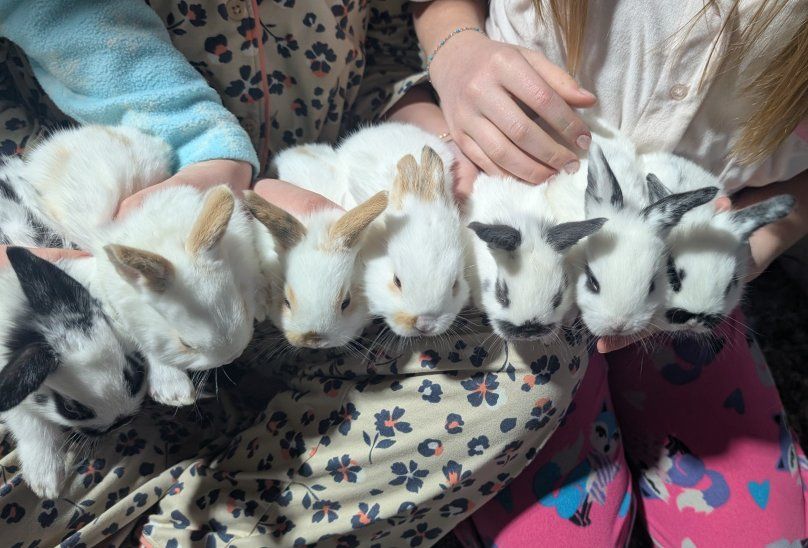 Baby Rhinelander Rex Bunnies