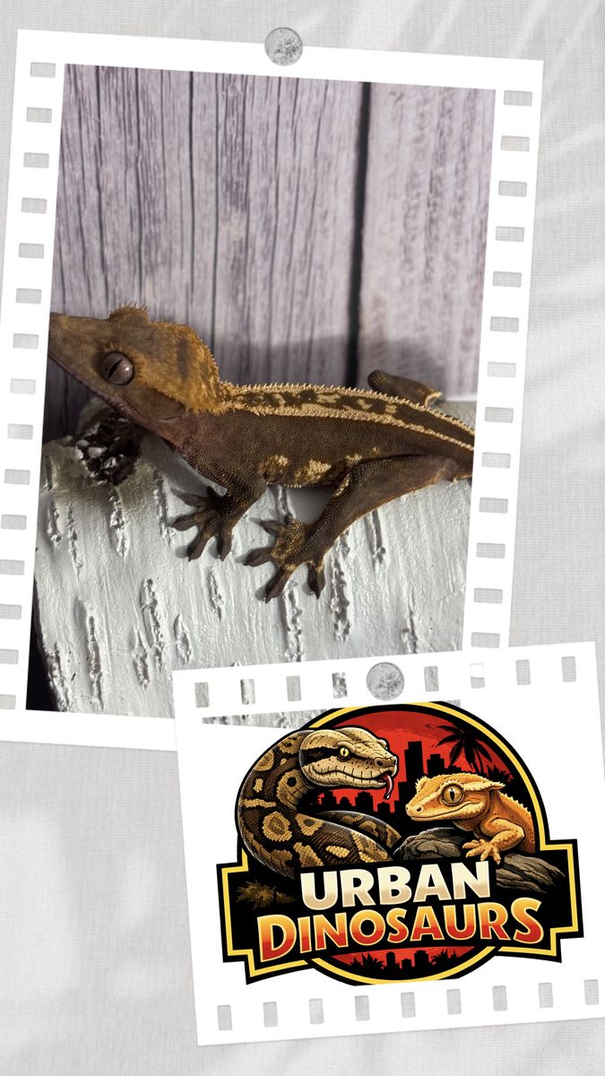 Crested gecko