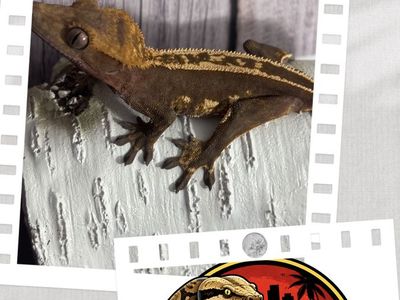 Crested gecko