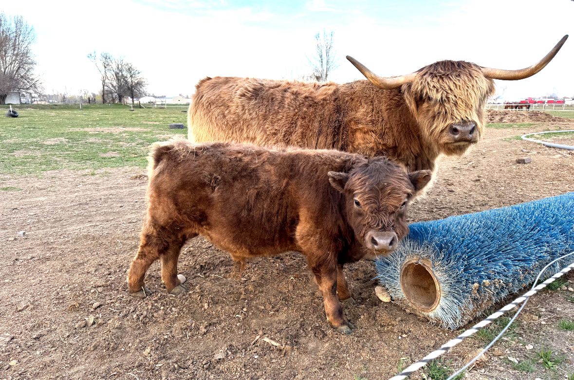 Mini Highland/British White Steer