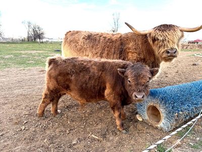 Mini Highland/British White Steer