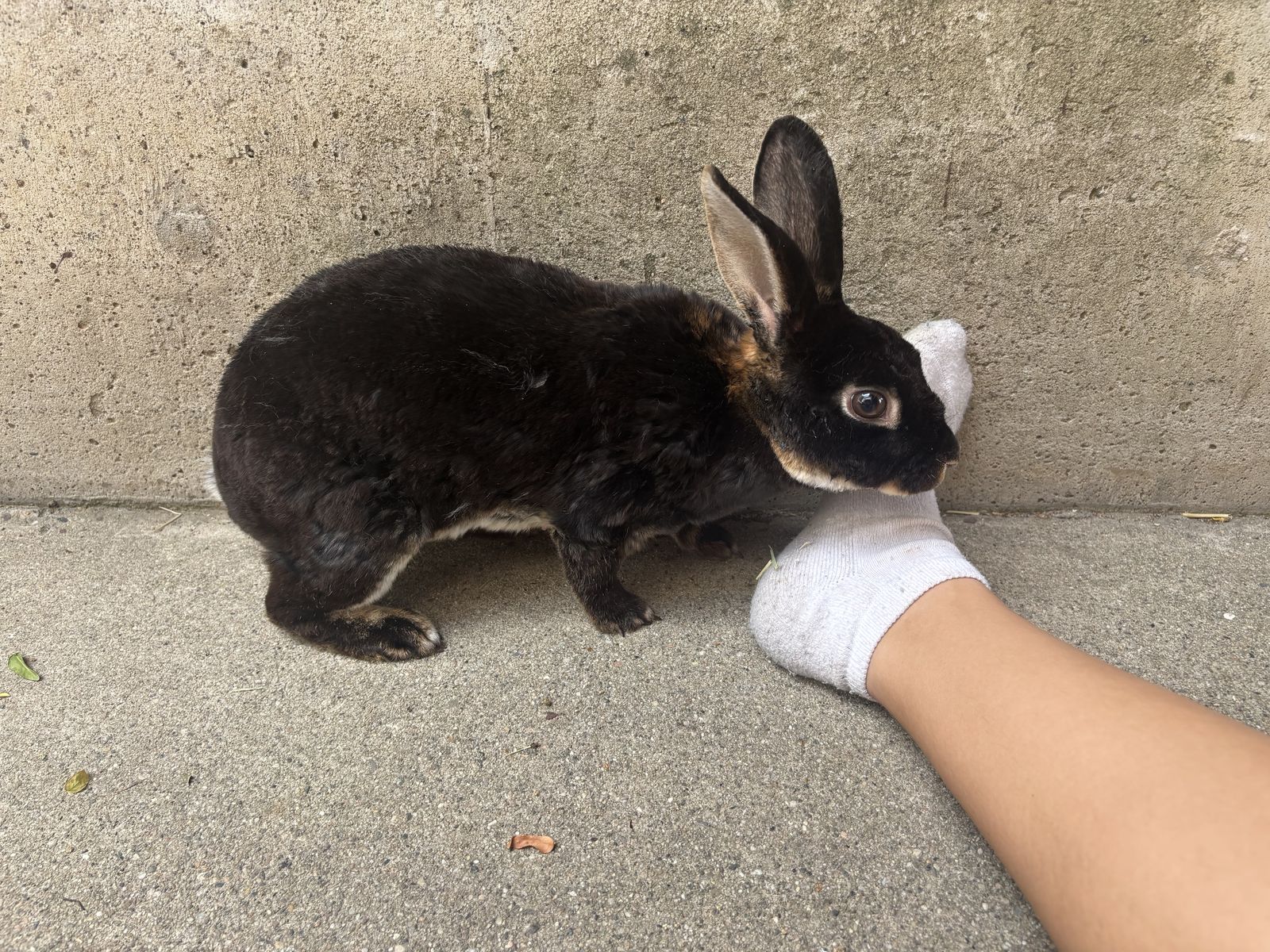 Mini Rex bunnies