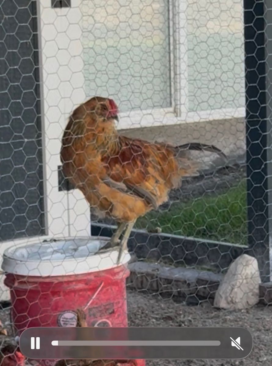 Beautiful Young Rooster - Free to Good Home