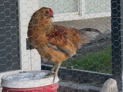 Beautiful Young Rooster - Free to Good Home