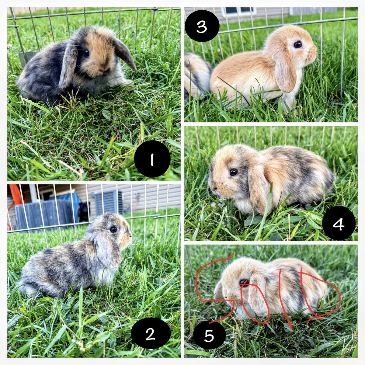 Purebred Holland Lops
