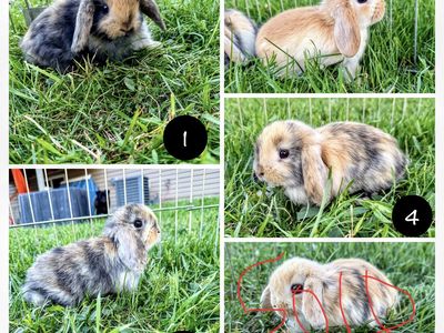 Purebred Holland Lops