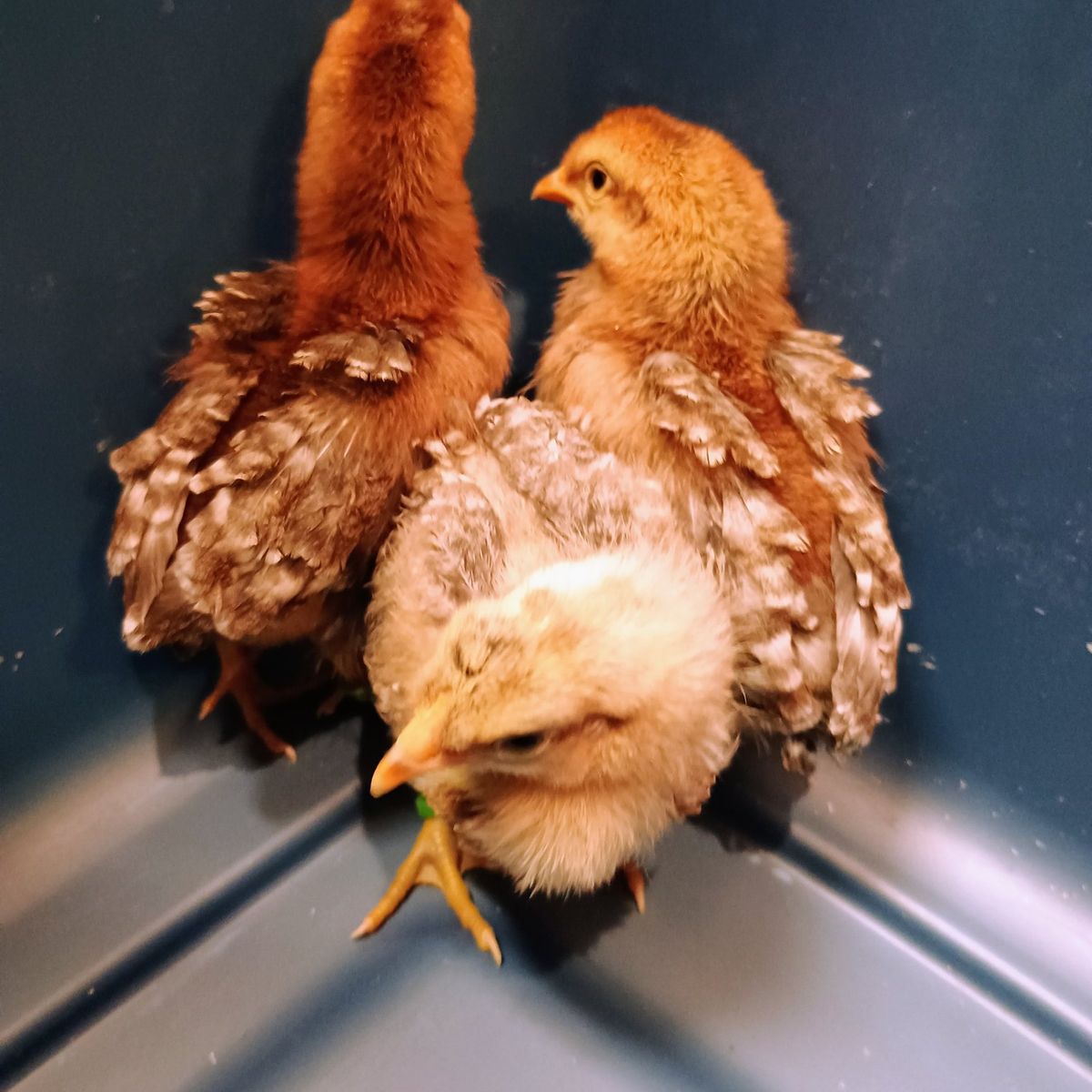 Cream Legbar pullet Chicks. 2 weeks old