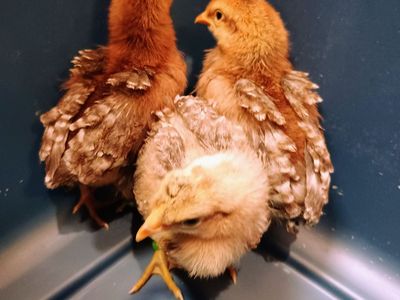 Cream Legbar pullet Chicks. 2 weeks old