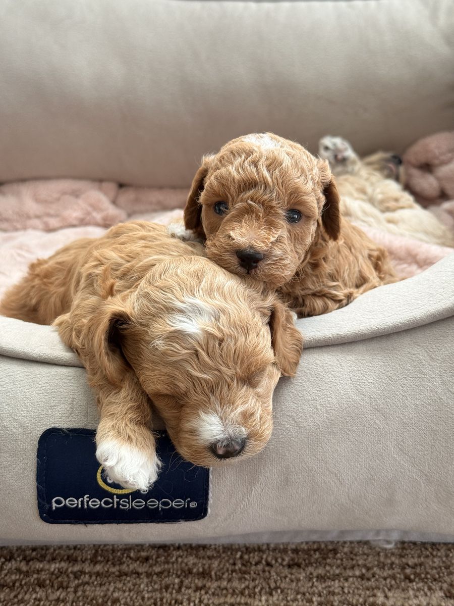 Toy golden/aussie doodles