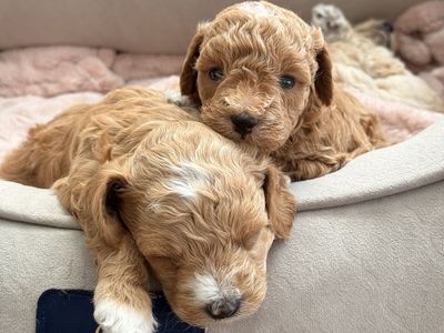 Toy golden/aussie doodles