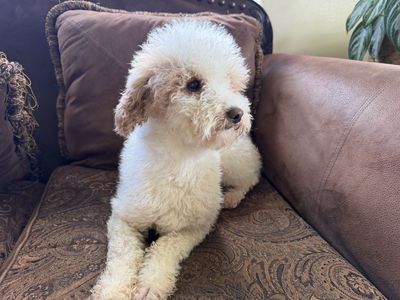 AKC poodle
