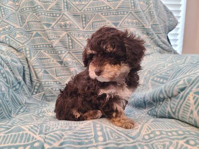 Female Yorkiepoo Puppy