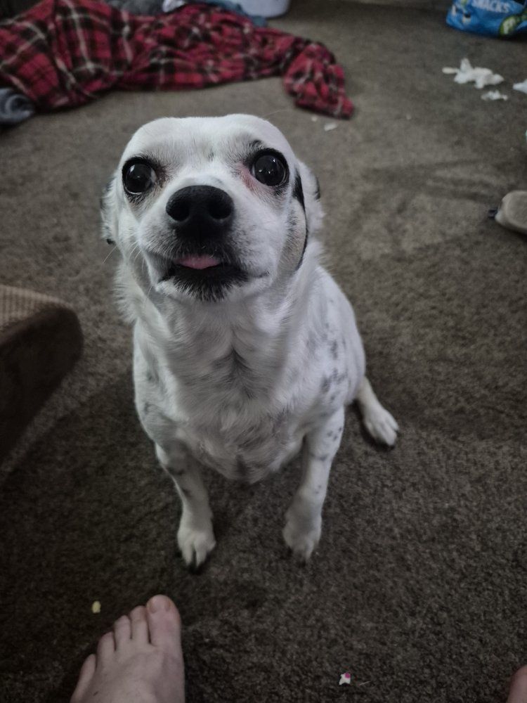 Looking to rehome our Chihuahua mix little girl.