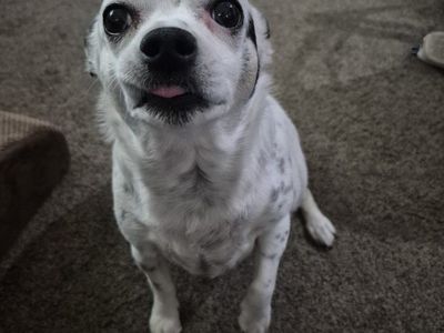 Looking to rehome our Chihuahua mix little girl.