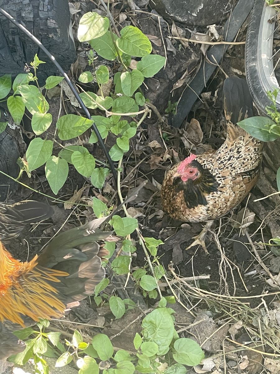 Belgian d'Uccle Bantams- mille fleur hens and roosters