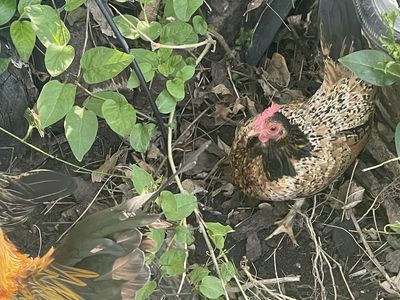 Belgian d'Uccle Bantams- mille fleur hens and roosters