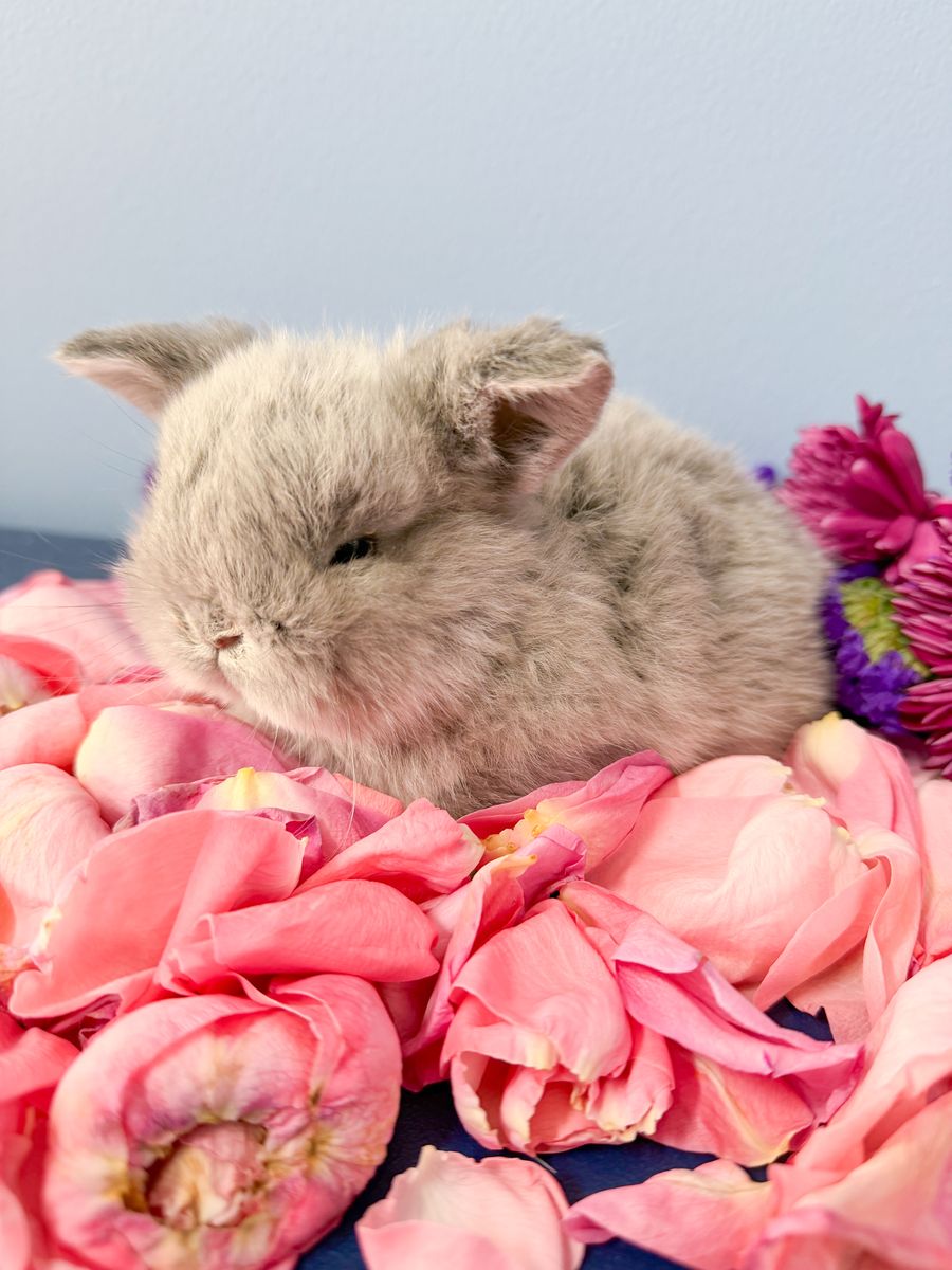 Easter Baby Bunny! Holland Lop Doe! Unique Color!