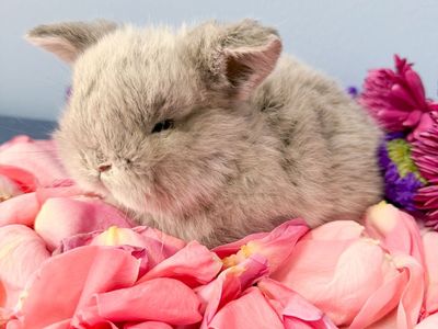 Easter Baby Bunny! Holland Lop Doe! Unique Color!
