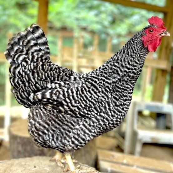 Laying Hens