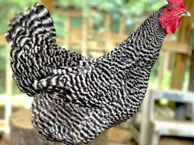 Laying Hens