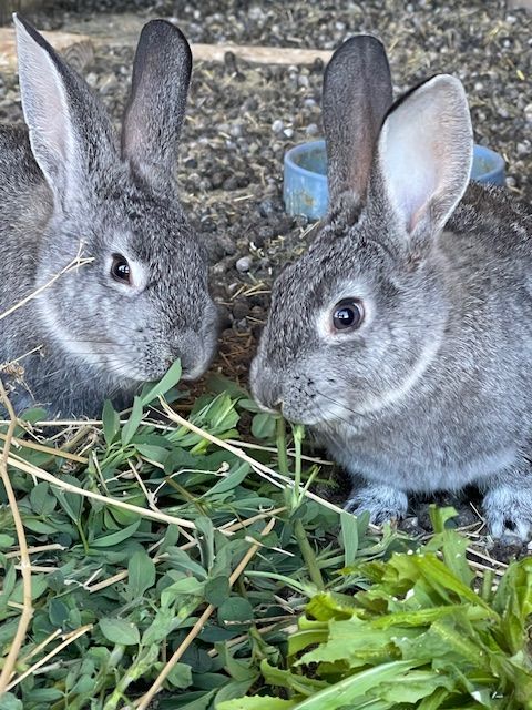 American Chinchilla Rabbits Bunnies Kits