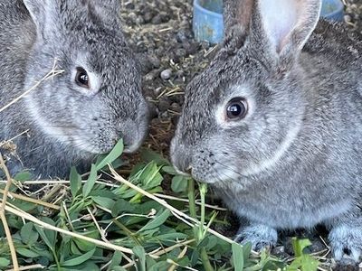 American Chinchilla Rabbits Bunnies Kits