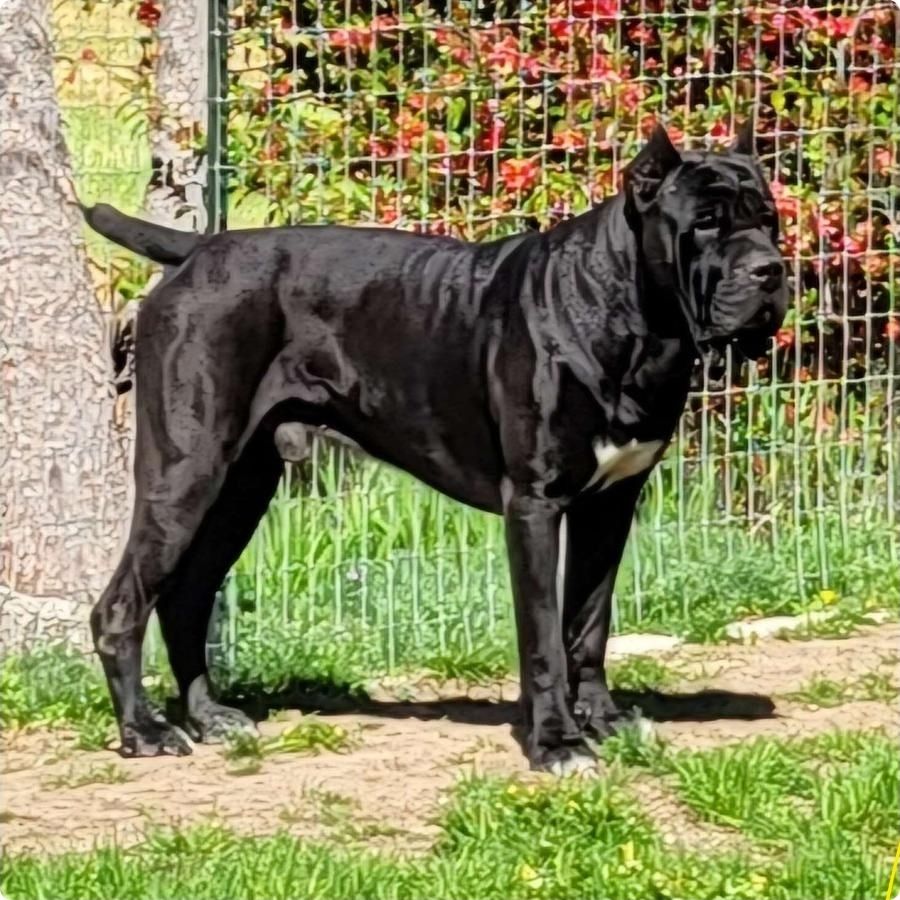 Cane Corso Stud