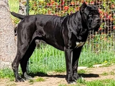 Cane Corso Stud
