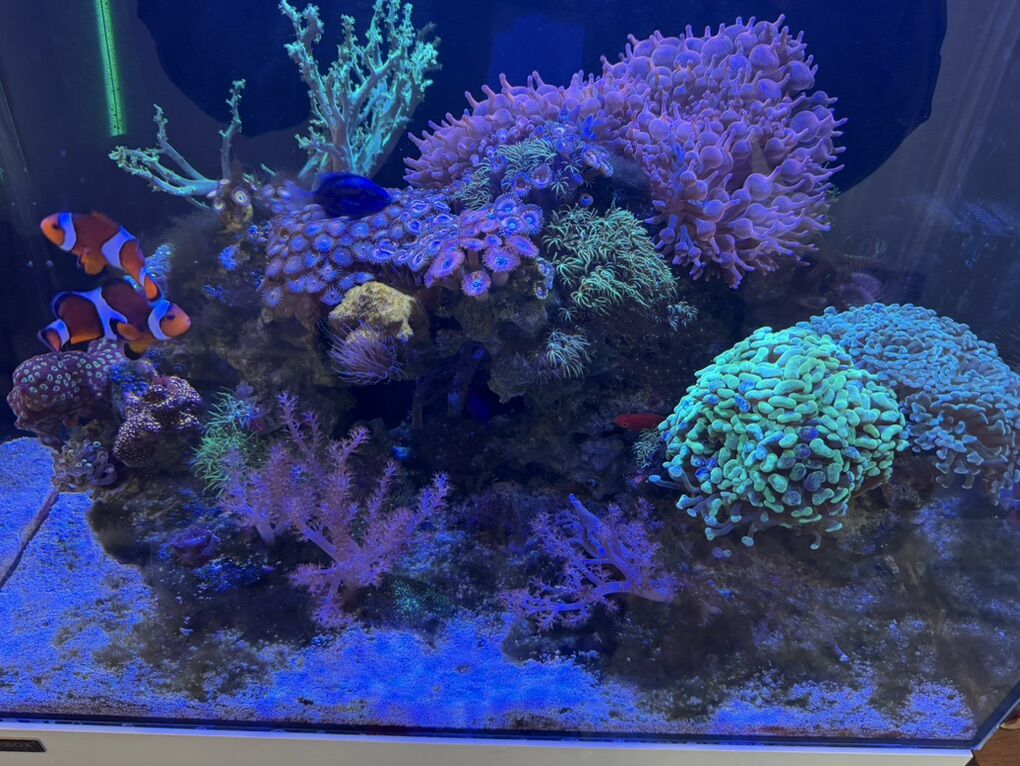 Saltwater Reef Aquarium Full Setup